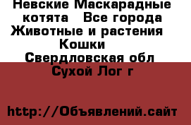 Невские Маскарадные котята - Все города Животные и растения » Кошки   . Свердловская обл.,Сухой Лог г.